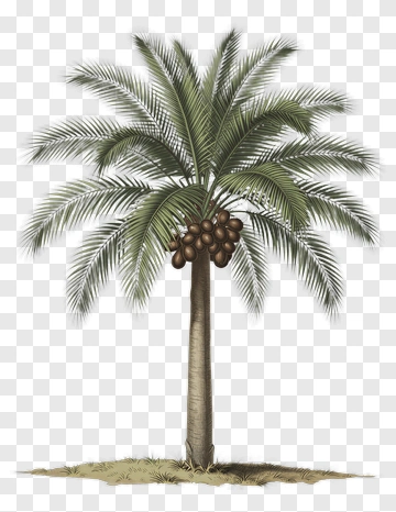 Botanical Illustration Of A Coconut Tree PNG