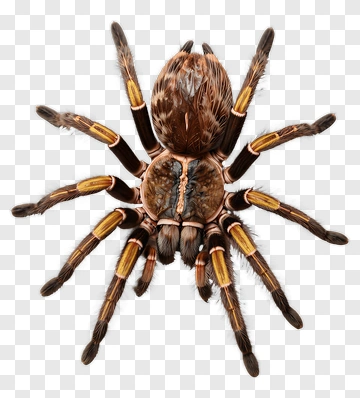 Tarantula With Brown And Yellow Markings PNG
