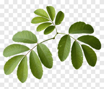 Leaf With Water Droplets PNG