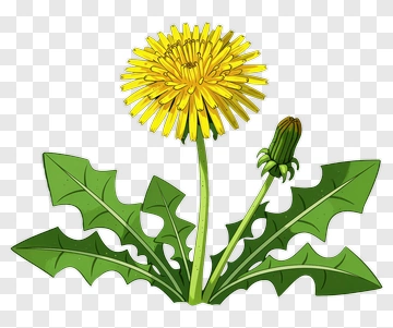 Dandelion Flower With Bud And Leaves PNG