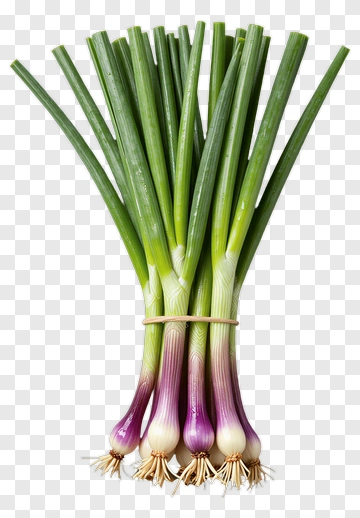 Bundled Scallions PNG