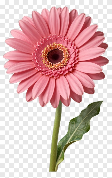 Pink Gerbera Daisy With Green Leaf PNG