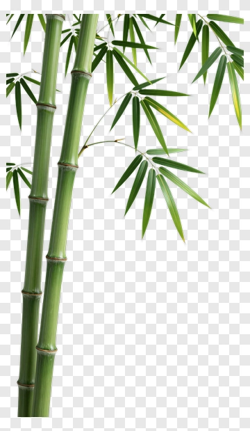 Bamboo Stalk And Leaf PNG