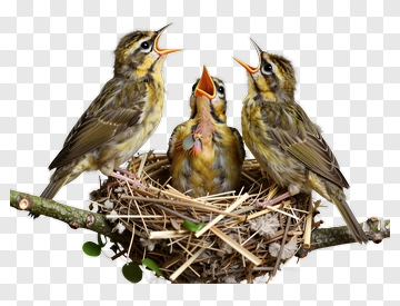 Baby Birds In Nest PNG
