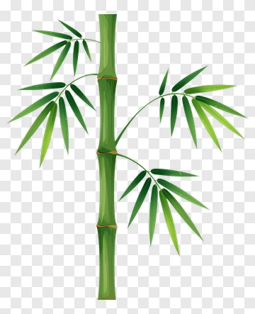 Bamboo PNG