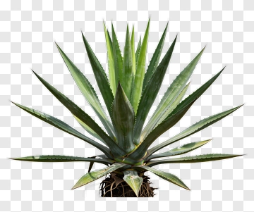 Agave Plant With Spiky Leaves PNG