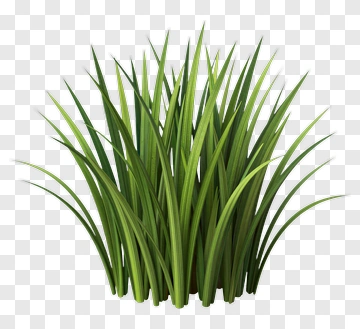 Cluster Of Green Grass PNG
