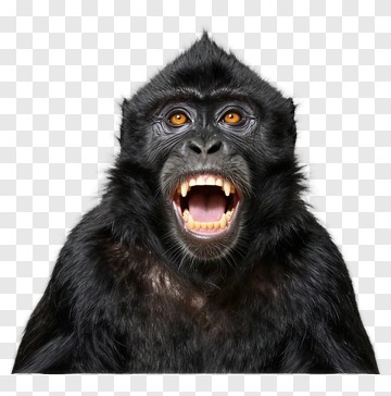 Black Monkey With Open Mouth PNG