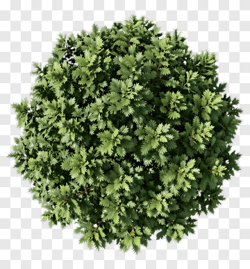 Top View Of A Dense Green Bush PNG