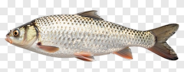Silver Scaled Fish With Orange Fins PNG