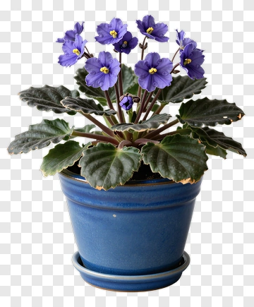 African Violet In Blue Pot PNG