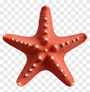 Red Starfish With White Spines PNG