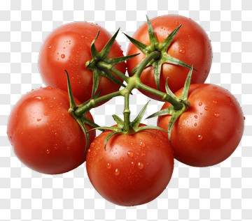 Fresh Red Tomatoes On Vine PNG