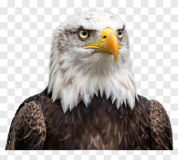 Eagle With White Head And Brown Body PNG