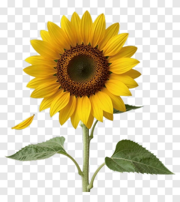 Sunflower With Falling Petal PNG