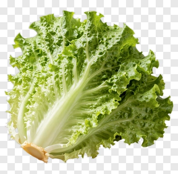 Fresh Green Lettuce On Wooden Board PNG