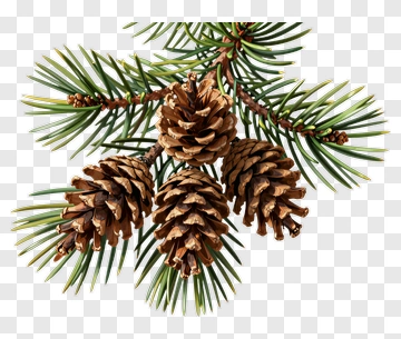 Pine Cone And Branch PNG