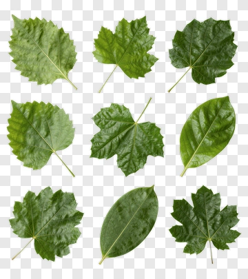 Green Leaves Arranged In Grid Pattern PNG