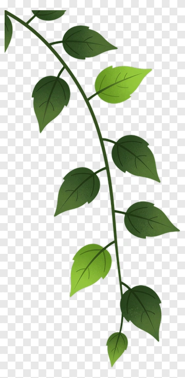 Green Vine With Leaves PNG