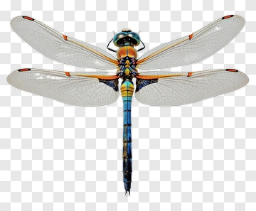 Dragonfly PNG