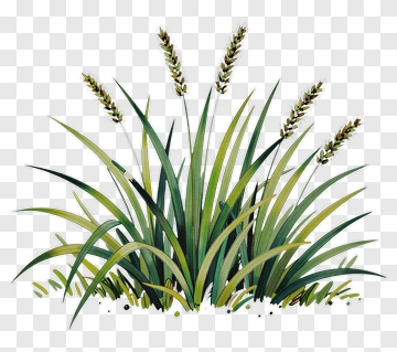 Watercolor Grass With Seed Heads PNG