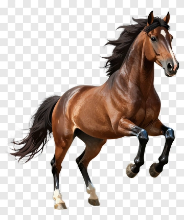 Running Horse PNG