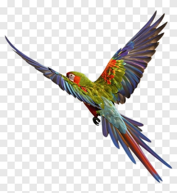 Colorful Parrot In Flight PNG