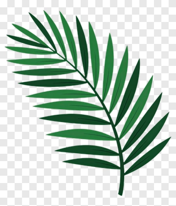 Palm Leaf PNG