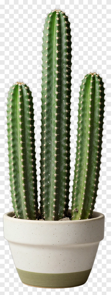 Green Cactus In Ceramic Pot PNG