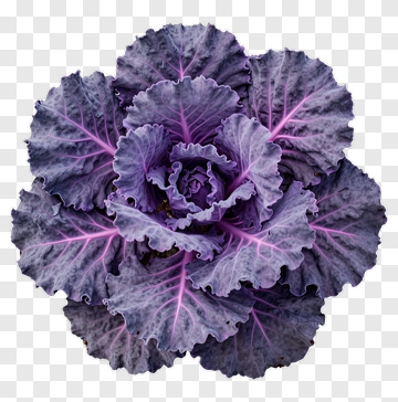 Purple Cabbage PNG