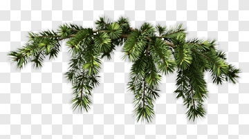 Pine Branch PNG