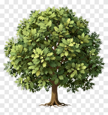 Illustrated Tree With Dense Canopy PNG