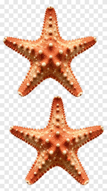 Two Orange Starfish PNG