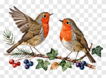 Two Robins On A Branch PNG