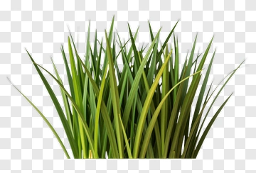 Close-up Of Fresh Green Grass PNG