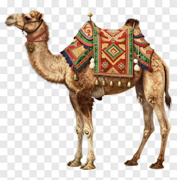 Camel With Ornate Saddle PNG