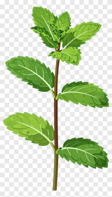 Mint Plant PNG