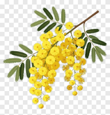 Acacia Branch With Yellow Flowers PNG