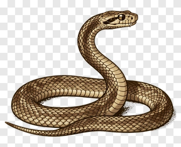 Hand-drawn Snake Illustration PNG