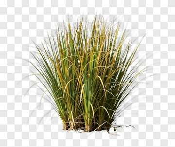 Grass Plant With Yellow And Green Leaves PNG