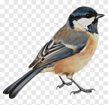 Realistic Hand Drawn Bird PNG