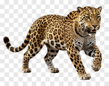 Leopard In Motion PNG