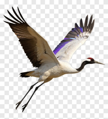 Red-crowned Crane In Flight PNG