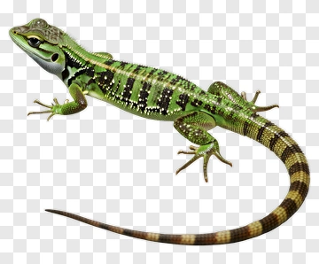 Green And Brown Striped Lizard PNG
