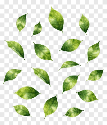 Green Leaf PNG