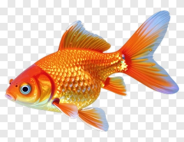 Golden Fish With Colorful Fin PNG