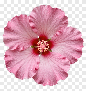 Pink Hibiscus Flower With Water Droplets PNG