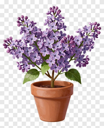 Lilac Bush In Pot PNG