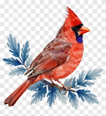 Red Cardinal Perched On Branch PNG