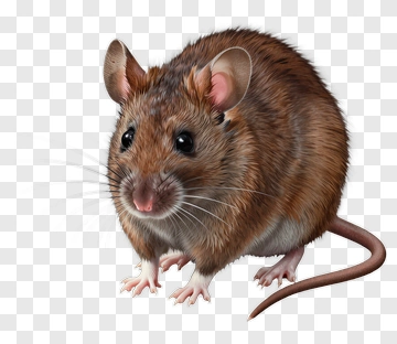 Brown Rat With Curious Expression PNG
